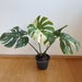 see more listings in the Monstera spp. section