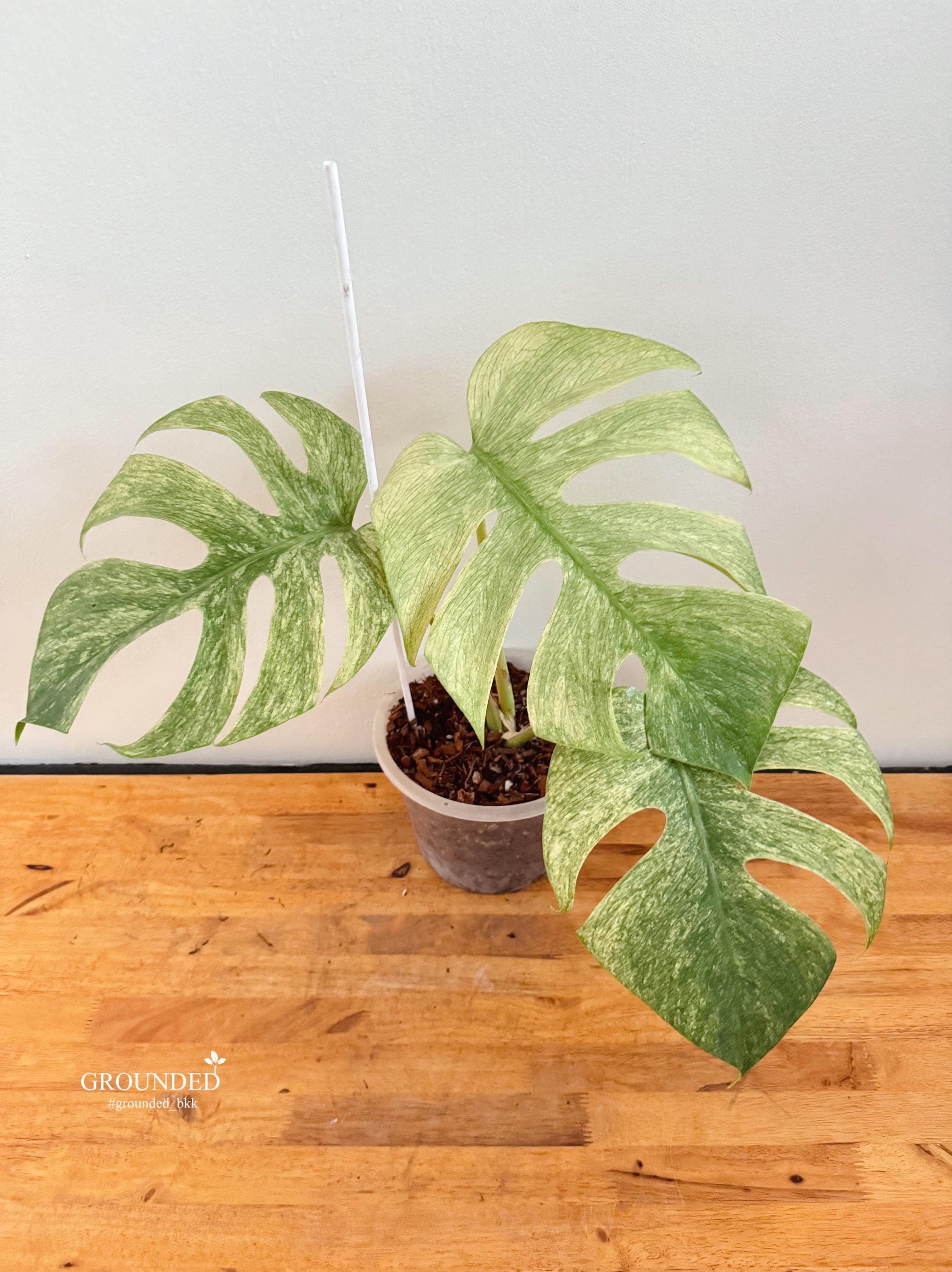 Monstera Full Mint Variegated ( Top Plant) - Etsy Monstera Full Mint Variegated ( Top Plant) - Etsy