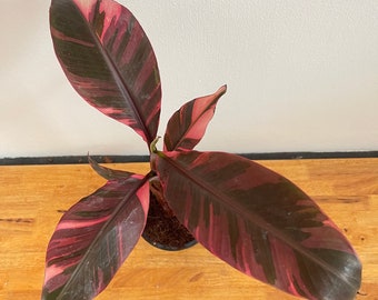 Nono Banana (Musa Pink Variegated) Medium Size