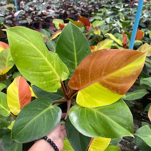 1xPhilodendron Yellow Flame Variegated