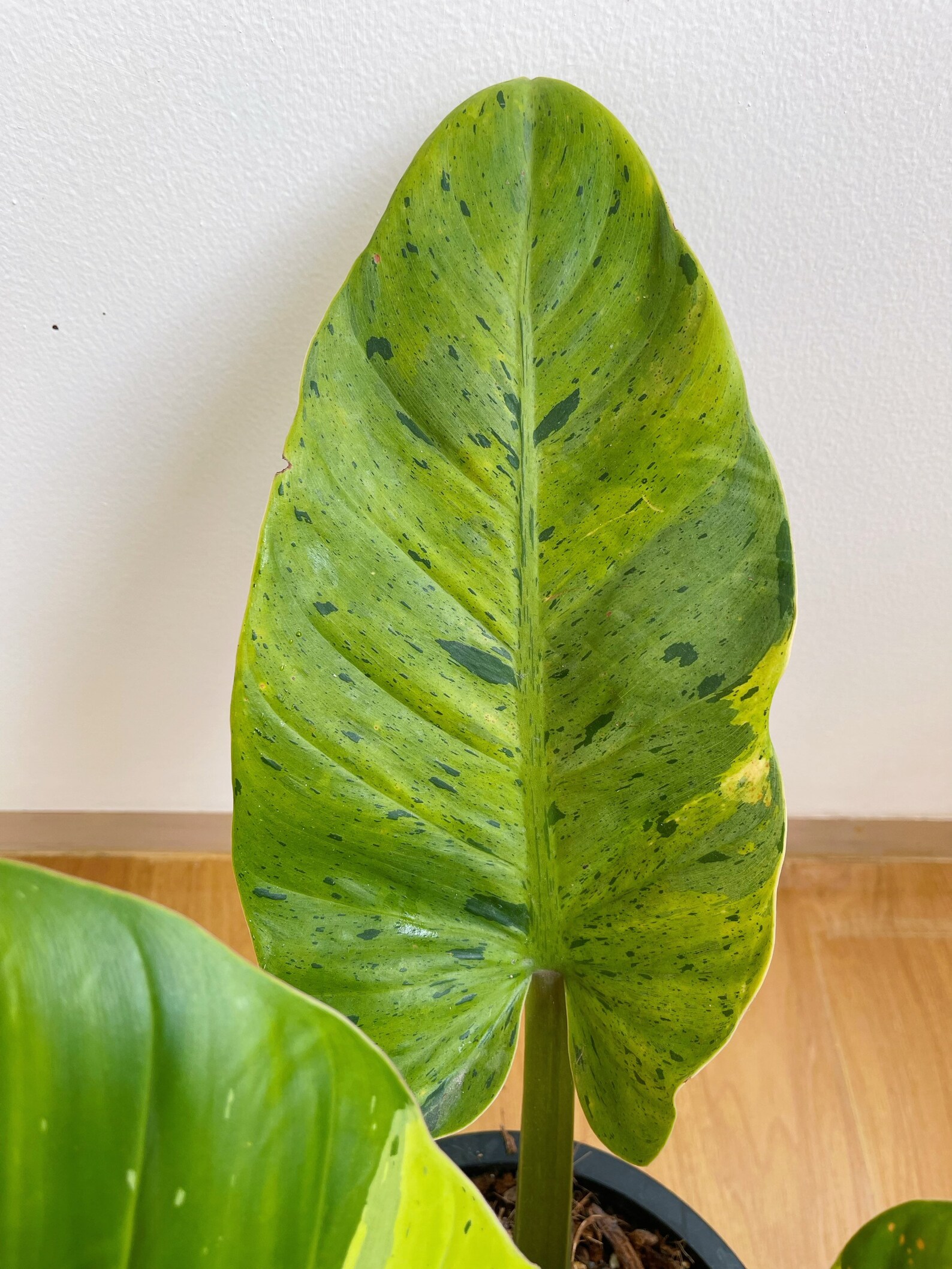 Rare Philodendron Ruaysap Variegated Free Shipping - Etsy