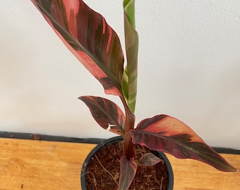 ノノバナナ（ミューサピンク斑入り） - Etsy 日本