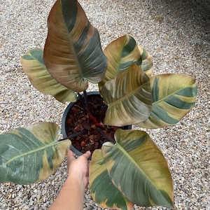 Philodendron black cardinal variegated no.2 ( Large Size)