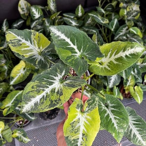Syngonium scrambled eggs