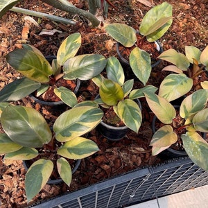 5x Philodendron black cardinal variegated no.2