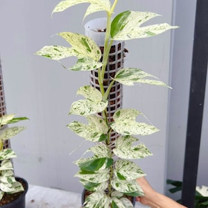 Grower Choice: Epipremnum Pinnatum Golden Flame unrooted node