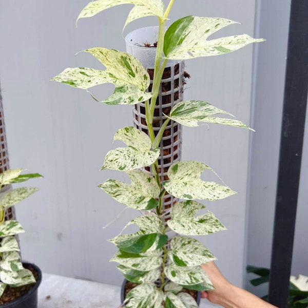 1x Epipremnum Pinnatum, marbre panaché