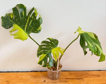 極上 モンステラ エレクトロライト B 極上 モンステラ エレクトロライト B