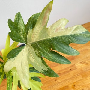 Philodendron Radiatum Variegated image 6