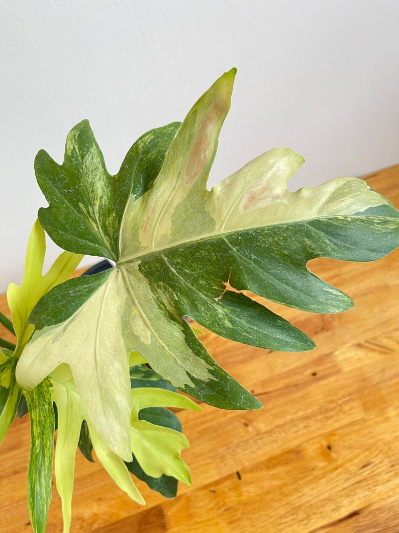 Philodendron Radiatum Variegated image 6