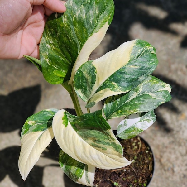 1x Monstera lechleriana variegated