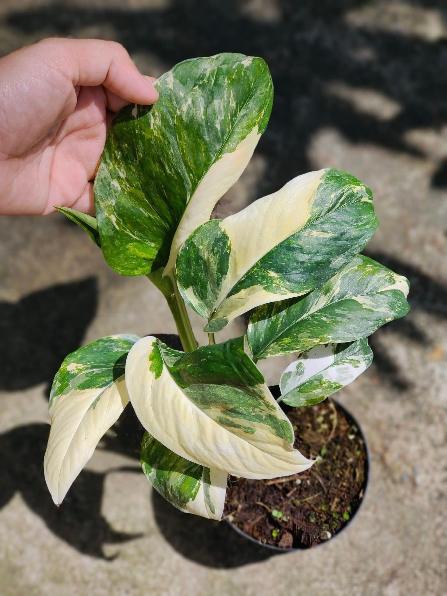 1x Monstera Lechleriana Variegated - Etsy