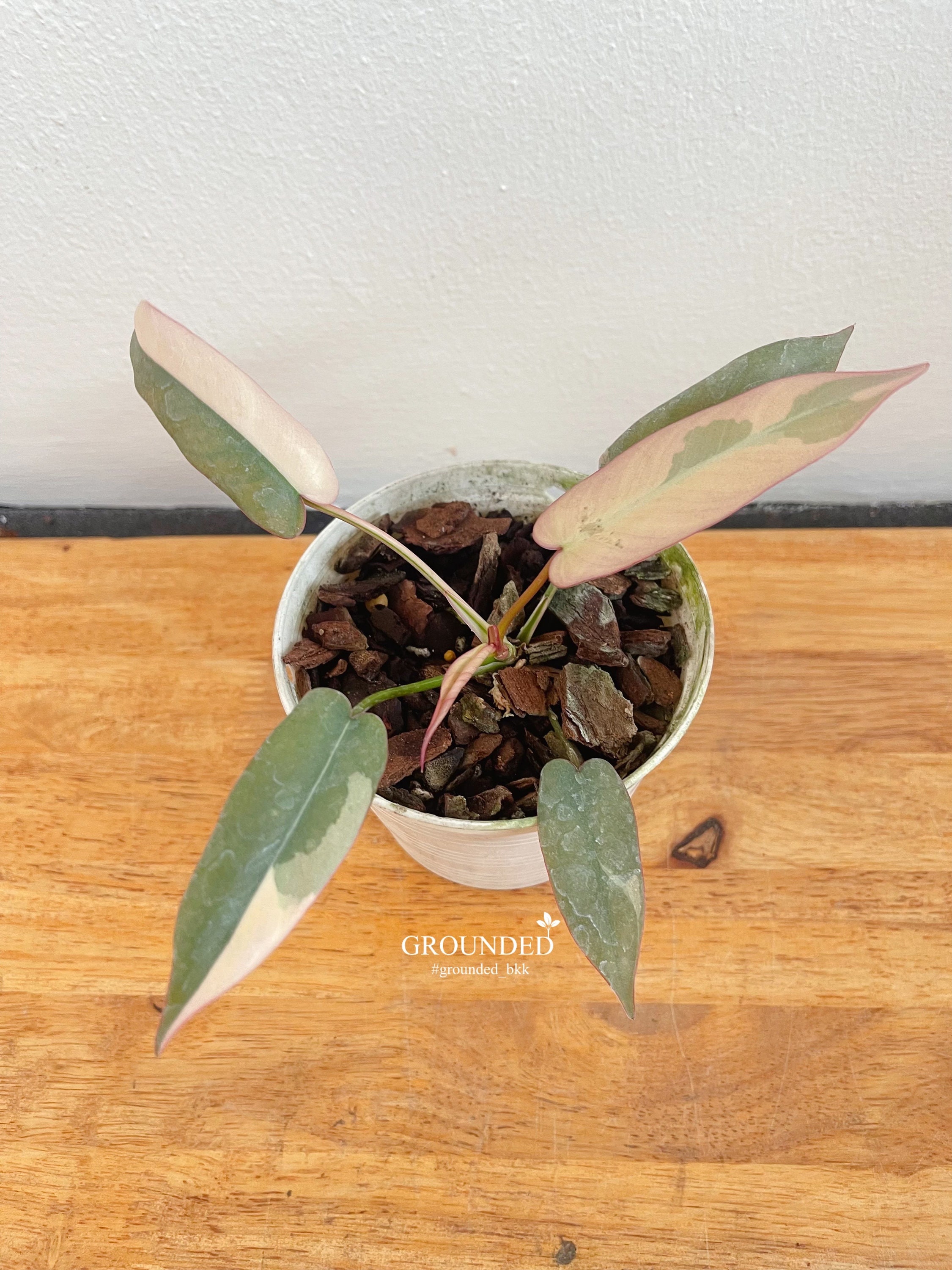 珍しいフィロデンドロン アタバポエンセ 斑入り - Etsy 日本