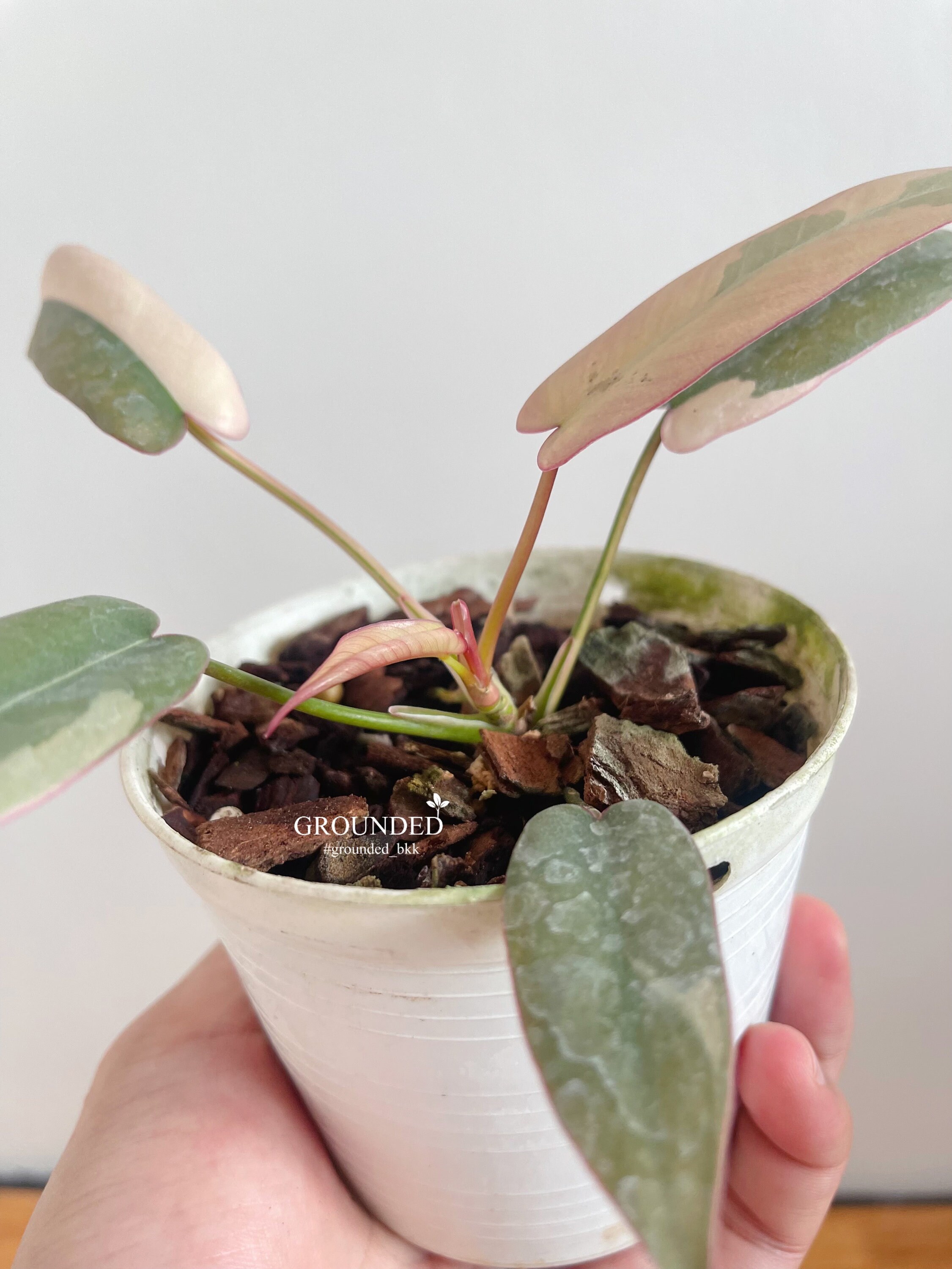 超絶希少❗️美斑❗️フィロデンドロン　アタバポエンセ　斑入り✨ 超絶希少❗️美斑❗️フィロデンドロン アタバポエンセ 斑入り