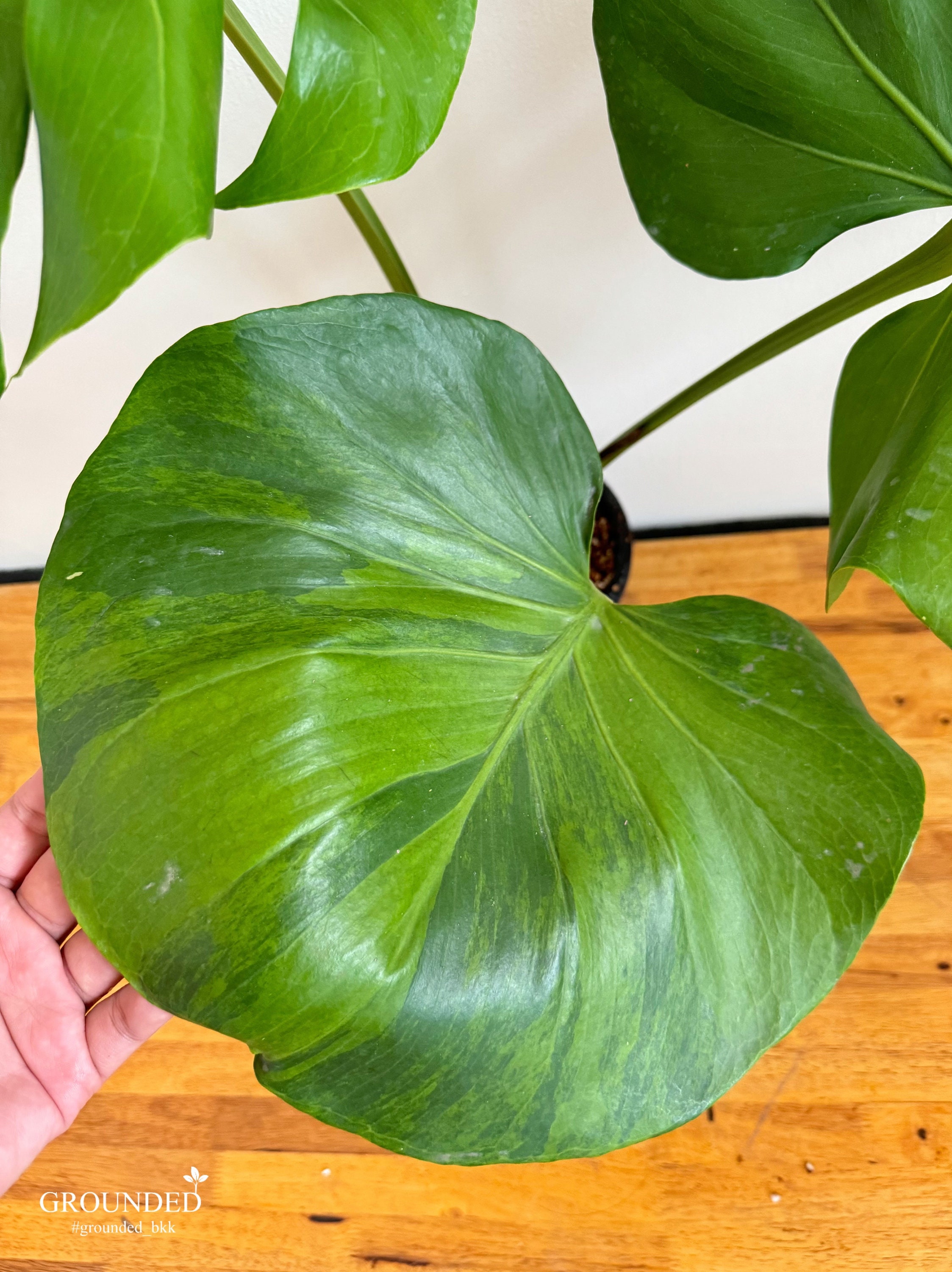 超レアMonstera Green on Green Mint 超レアMonstera Green on Green Mint