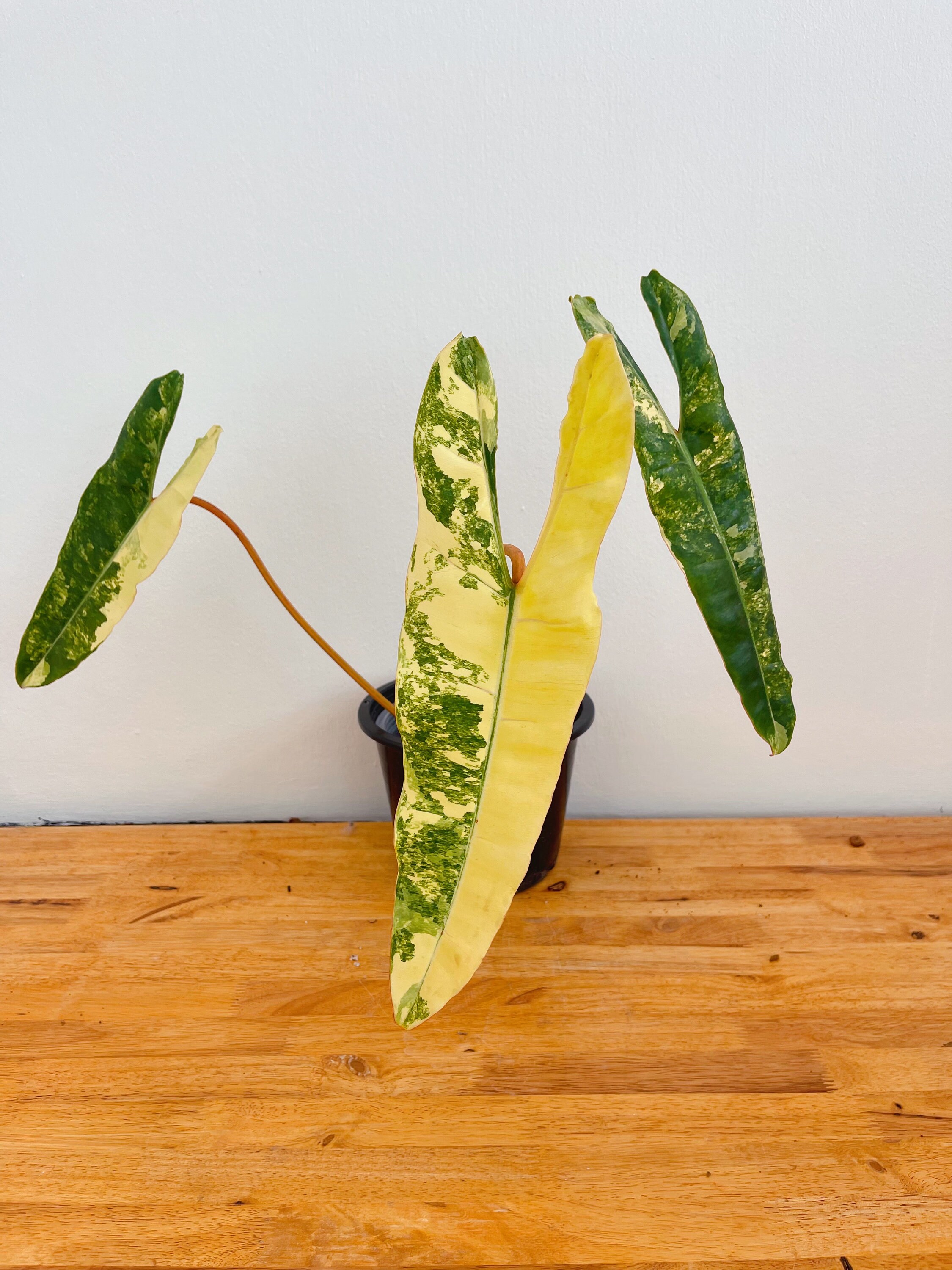 フィロデンドロン ビリエティアエ 斑入り（トッププラント） - Etsy 日本