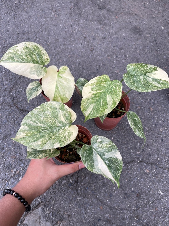 本物 モンステラ レガシー モンステラ・レガシー / Monstera deliciosa 'Legacy'⑥