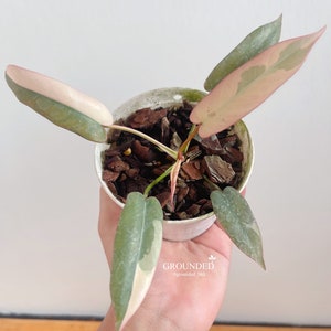 Philodendron atabapoense - Etsy 日本