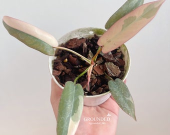 Philodendron atabapoense Variegated | Rooted exact plants