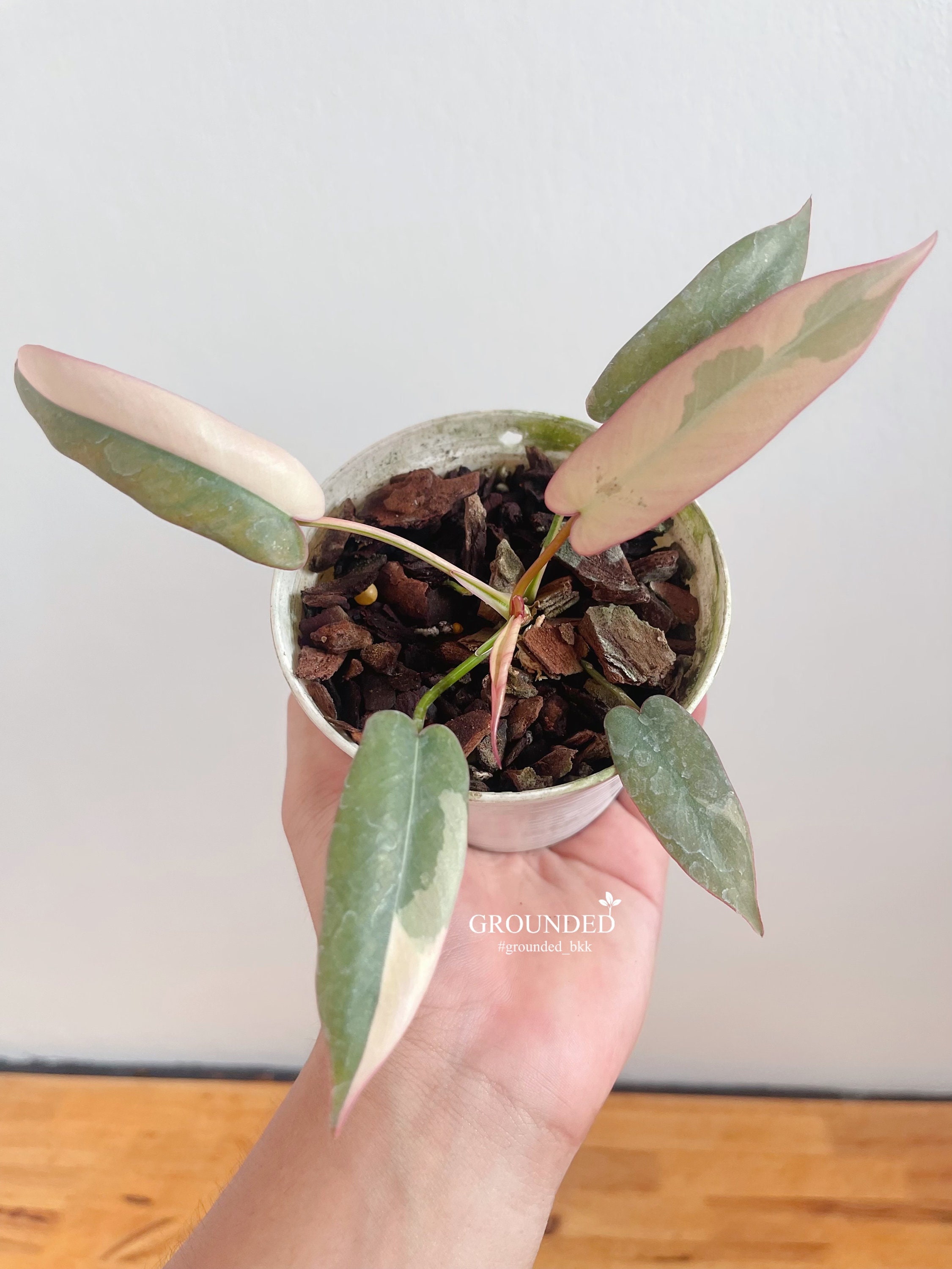 Philodendron atabapoense - Etsy 日本