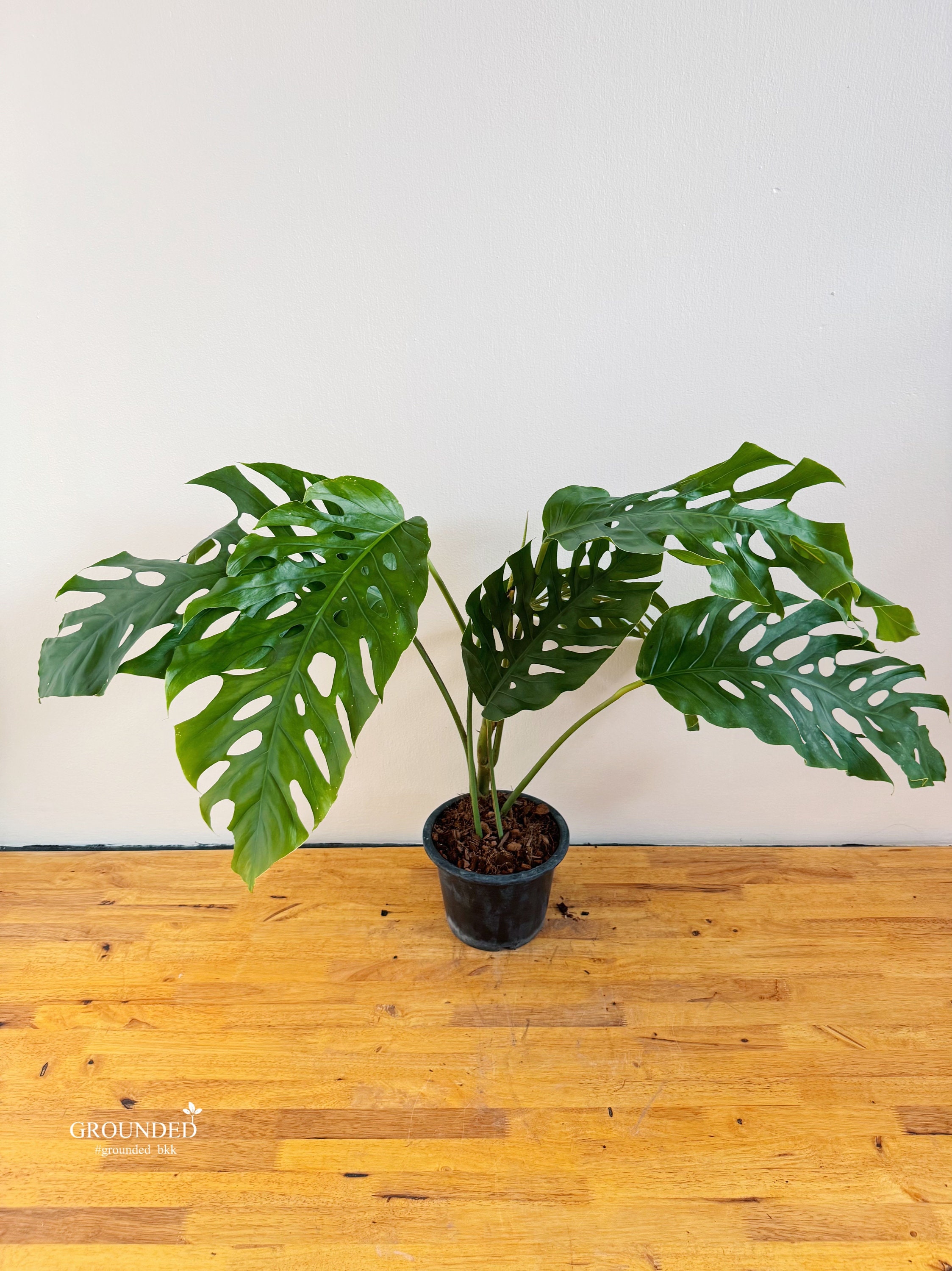 モンステラデュビア（成熟型） - Etsy 日本