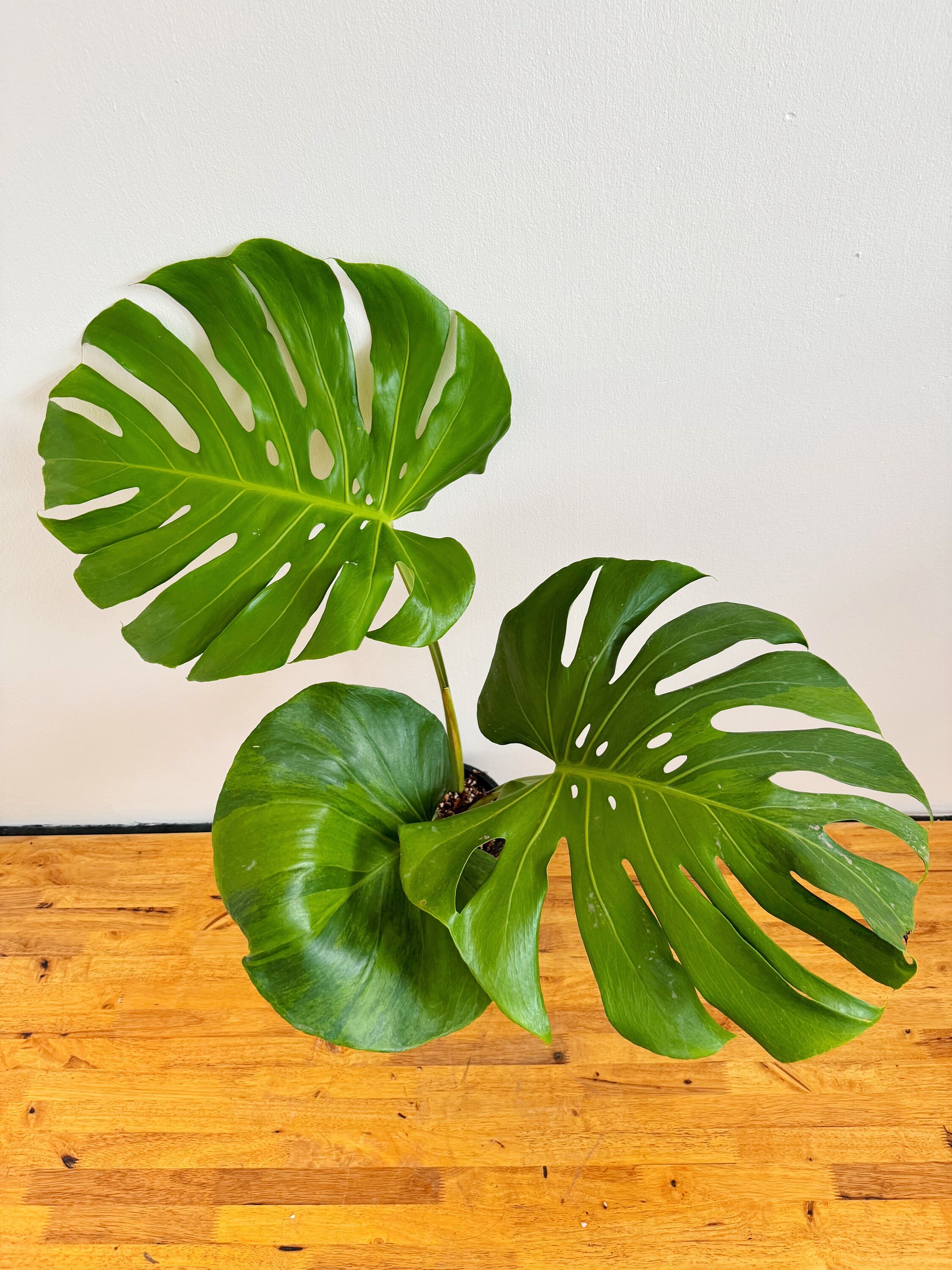 モンステラ・ポトス Monstera delisiosa green on green Rare Monstera Deliciosa Green on Green - Etsy