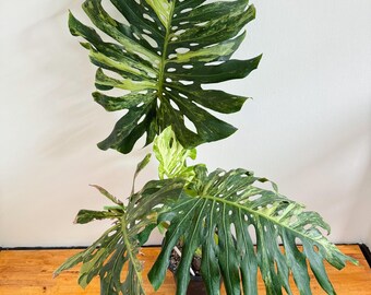 希少なモンステラ オーシャンミント 斑入り（トッププラント