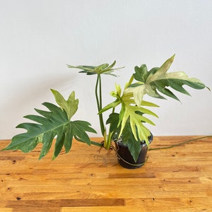 Philodendron Radiatum Variegated image 8