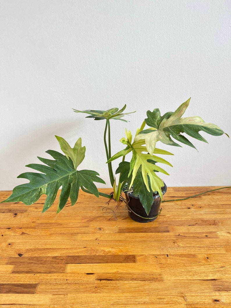 Philodendron Radiatum Variegated image 8