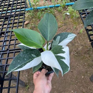 5 x Philodendron Weißer Magier (Großhandel)