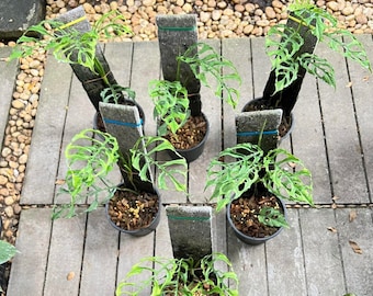 希少なモンステラ オーシャンミント 斑入り（トッププラント、特大