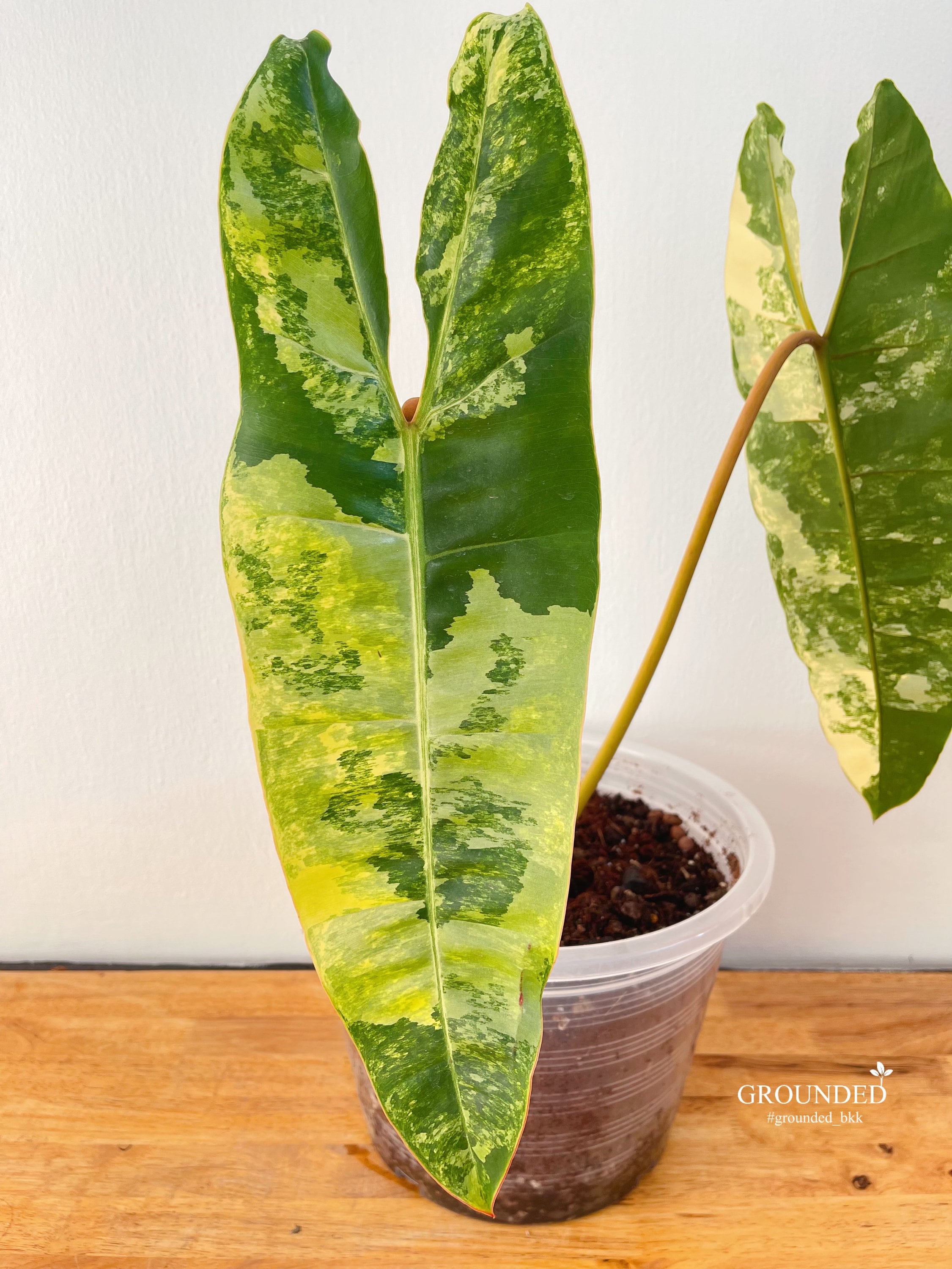 Philodendron Billietiae Variegated (top Plant ) - Etsy