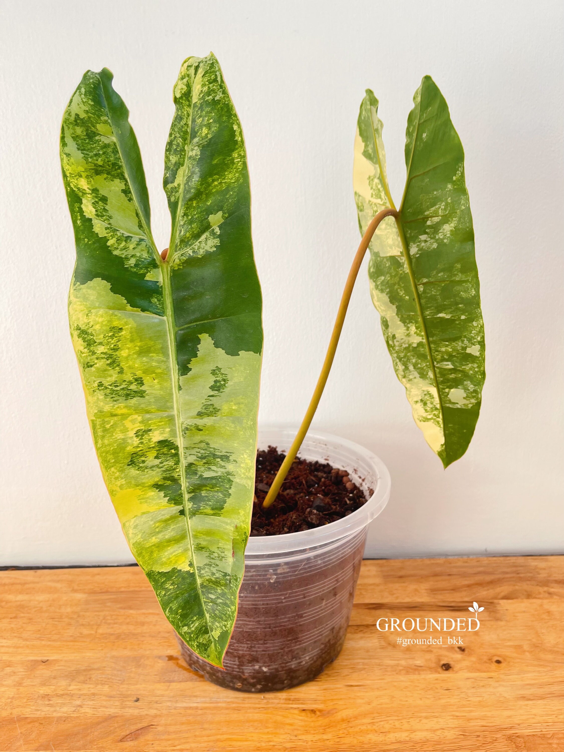 philodendron billietiae variegated
