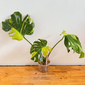 Monstera electro light - Etsy 日本