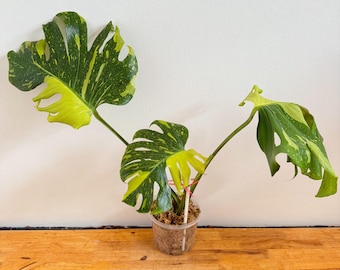Monstera Deliciosa Electrolyte (electro-light) - Tissue Culture TC