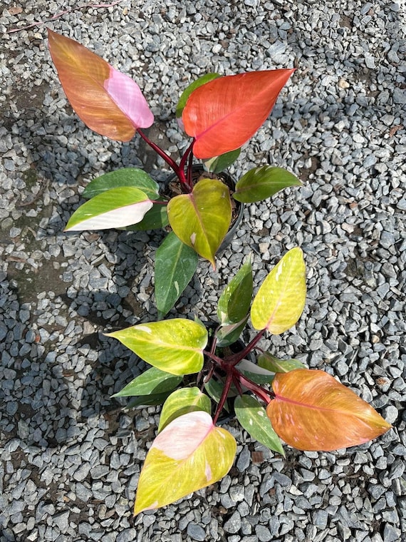 PofPhilodendron Persimmon Princess