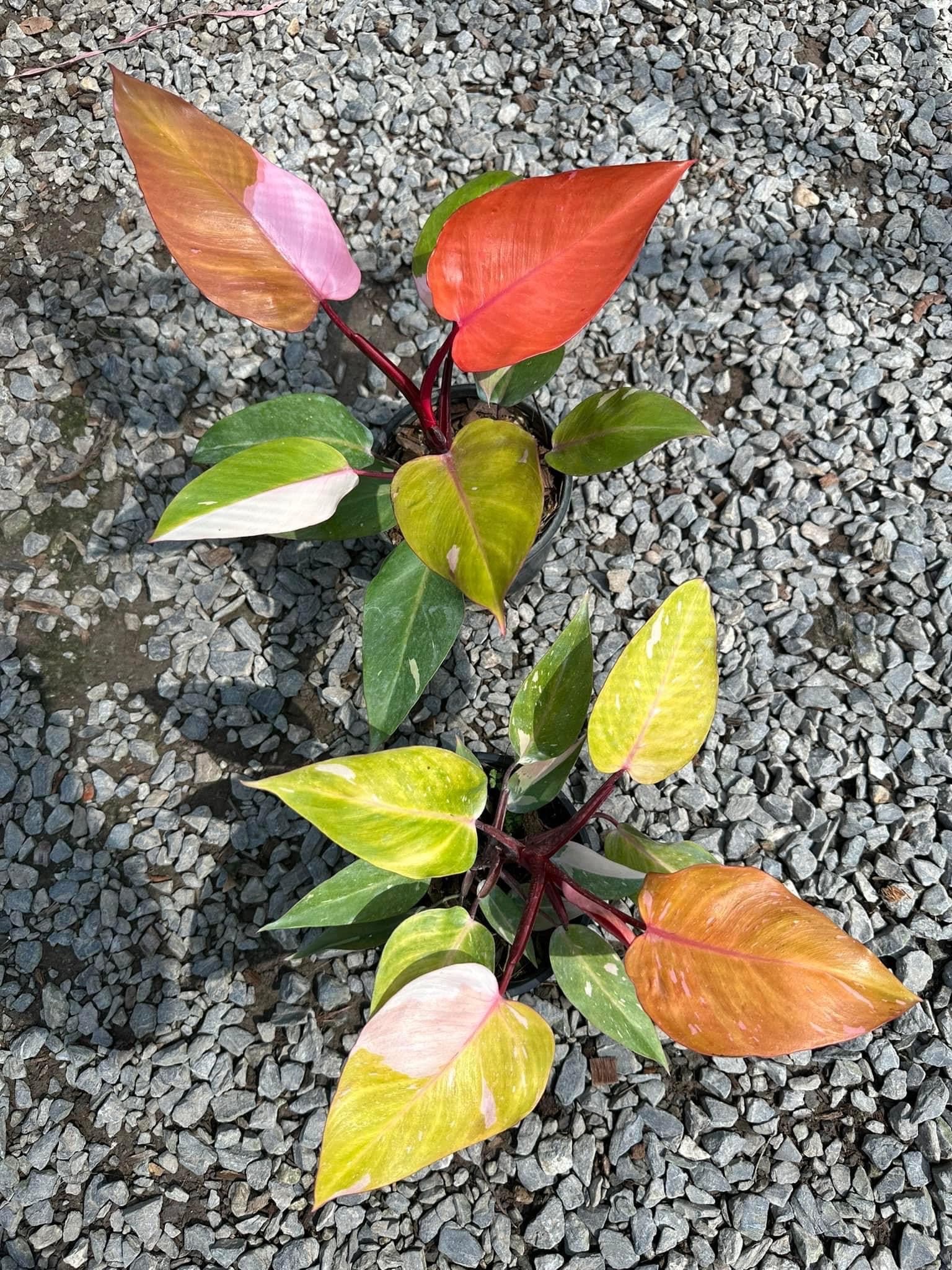 Orange Princess Philodendron - Etsy Singapore