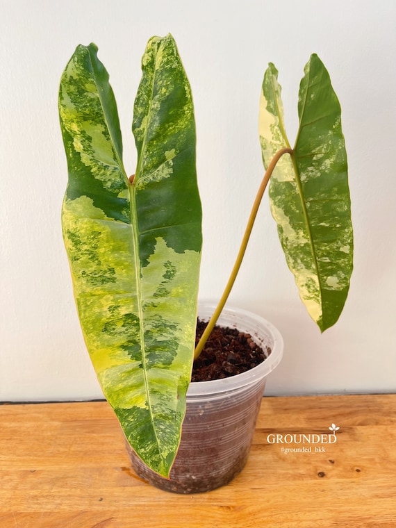 Philodendron Billietiae Variegated (top Plant ) - Etsy