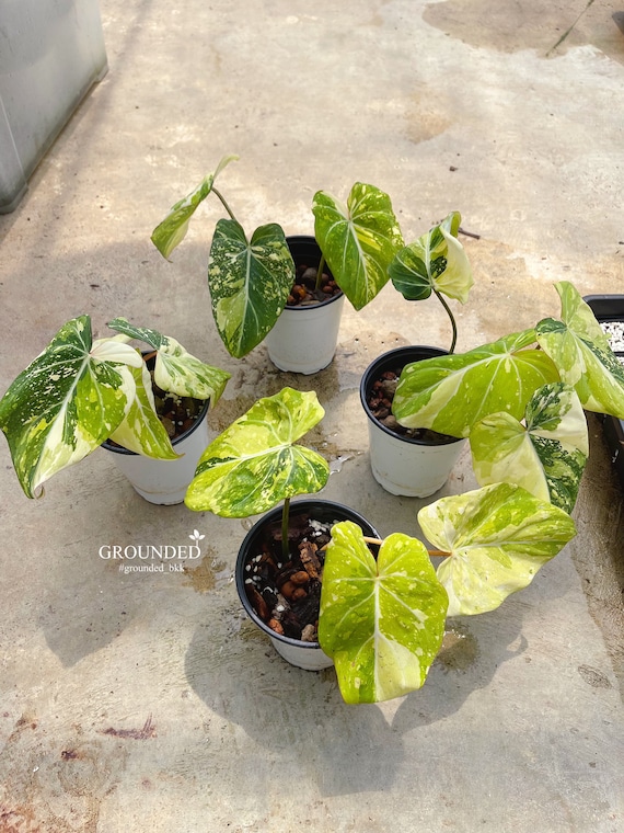 Rare Philodendron Gloriosum Tricolor Variegated - Etsy Canada