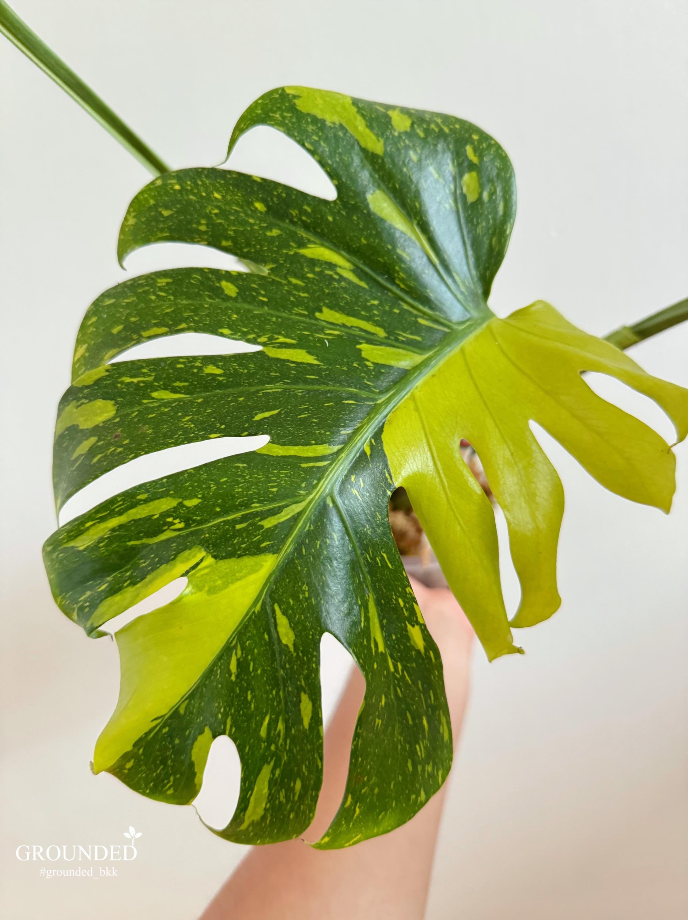 希少なモンステラ エレクトロライト（トッププラント） - Etsy 日本