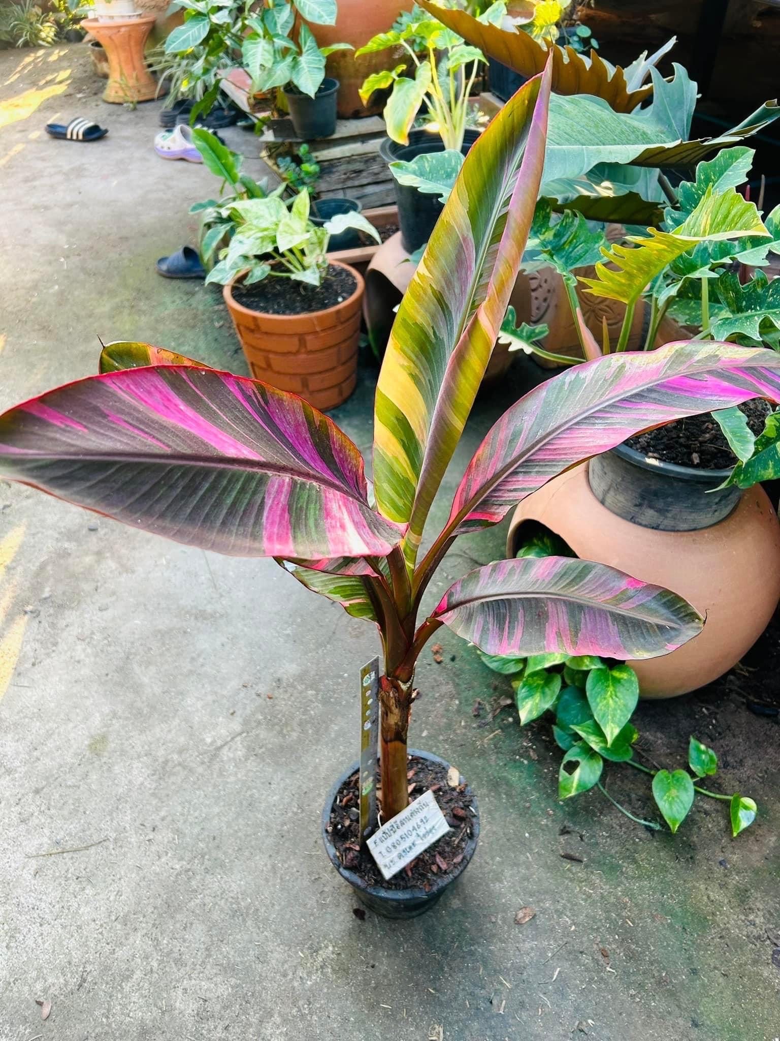 ノノバナナ（ミューサピンク斑入り） - Etsy 日本