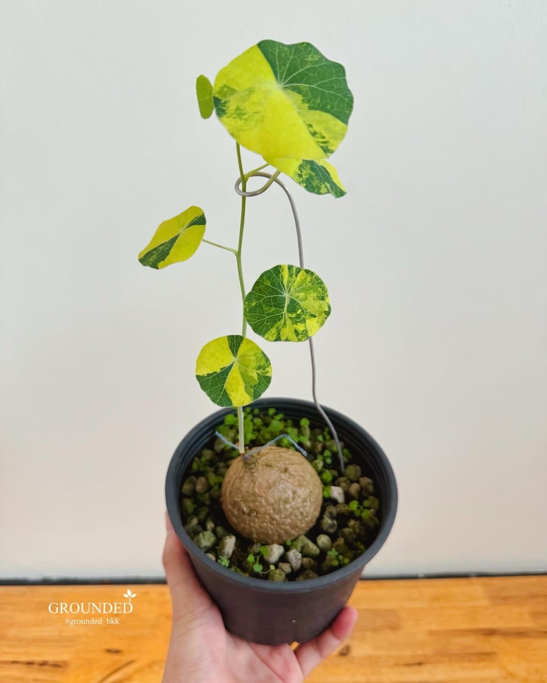 Stephania Erecta Variegated (grafted Plant) - Etsy Denmark