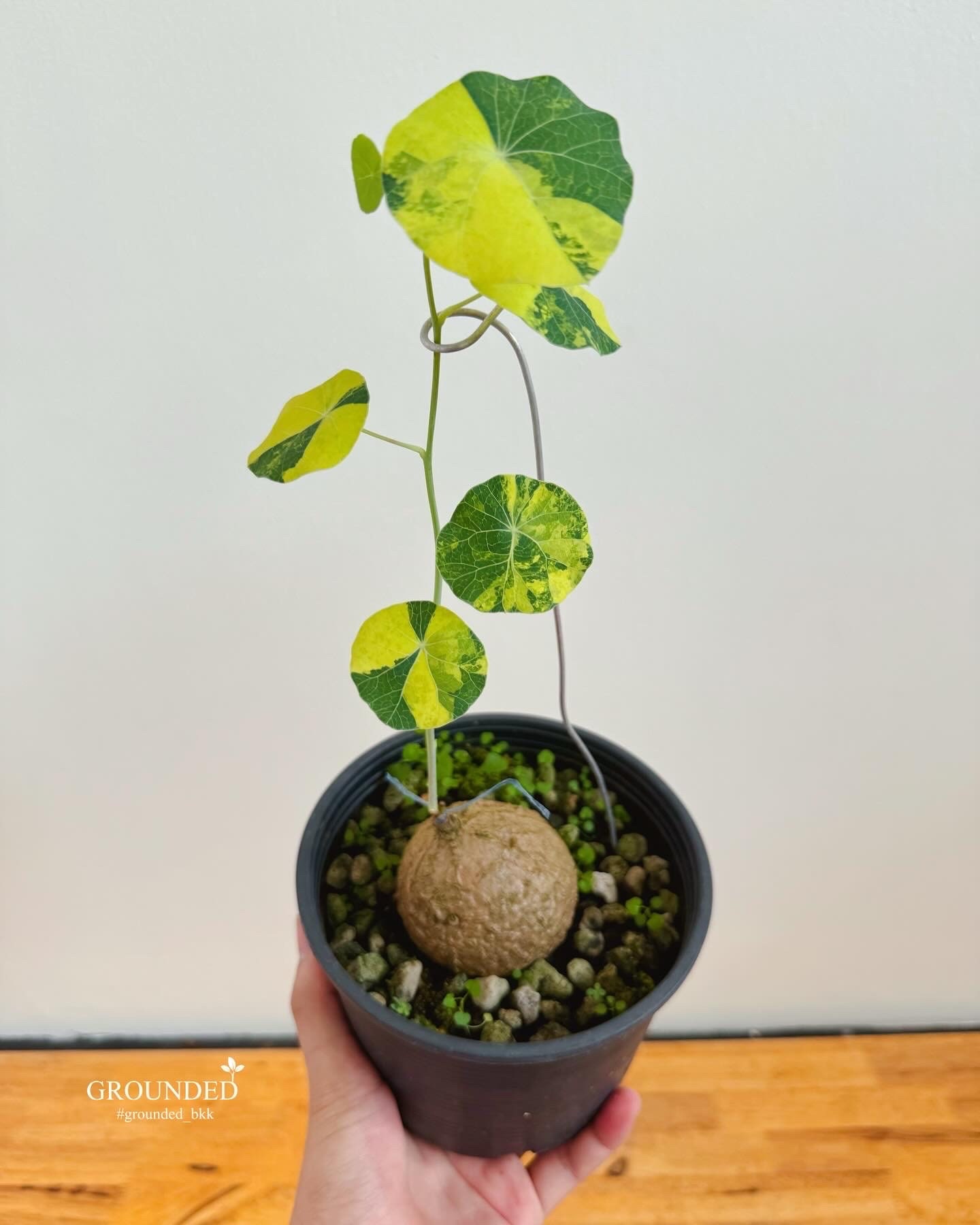 Stephania erecta - Etsy 日本