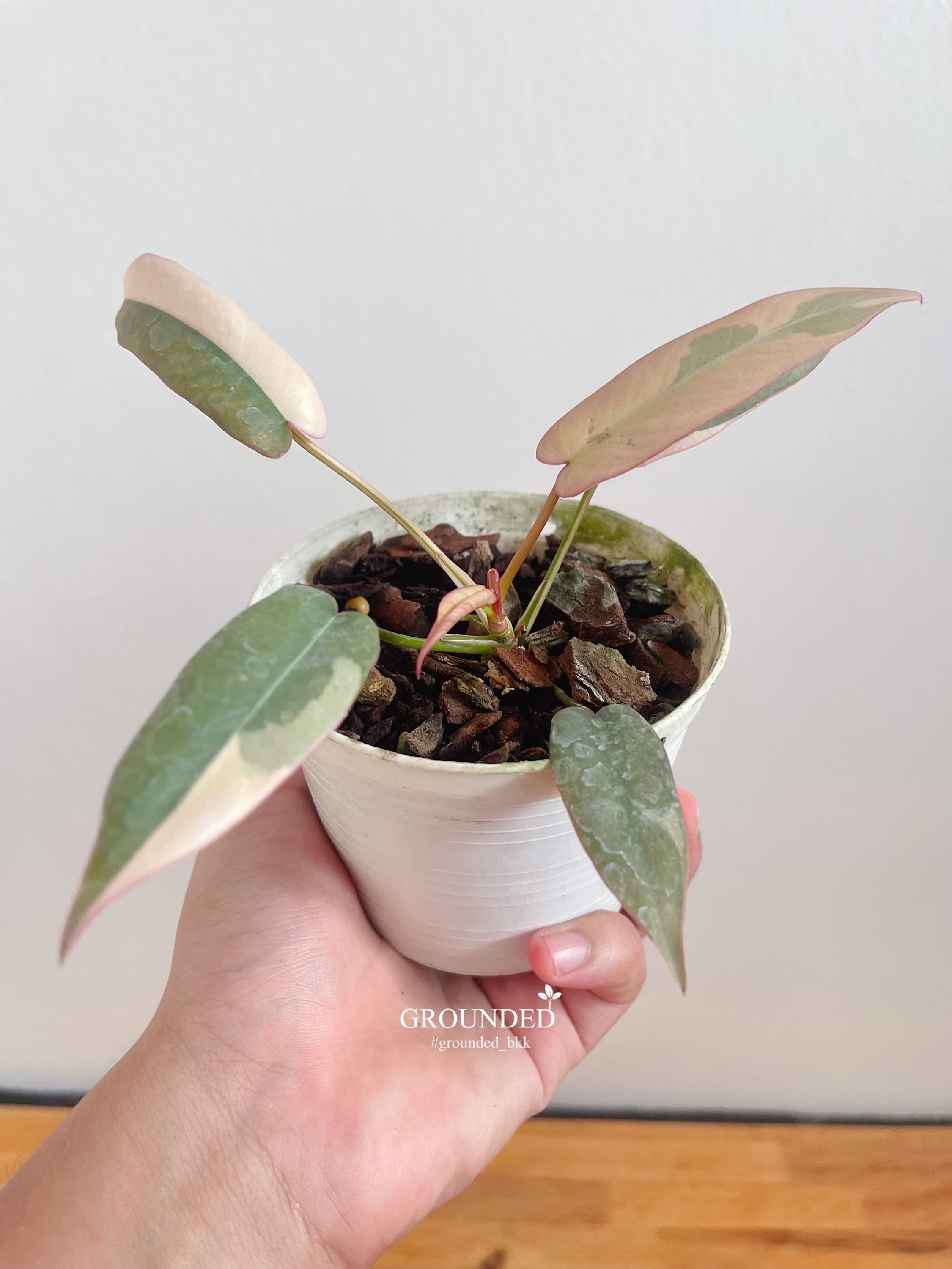 珍しいフィロデンドロン アタバポエンセ 斑入り - Etsy 日本