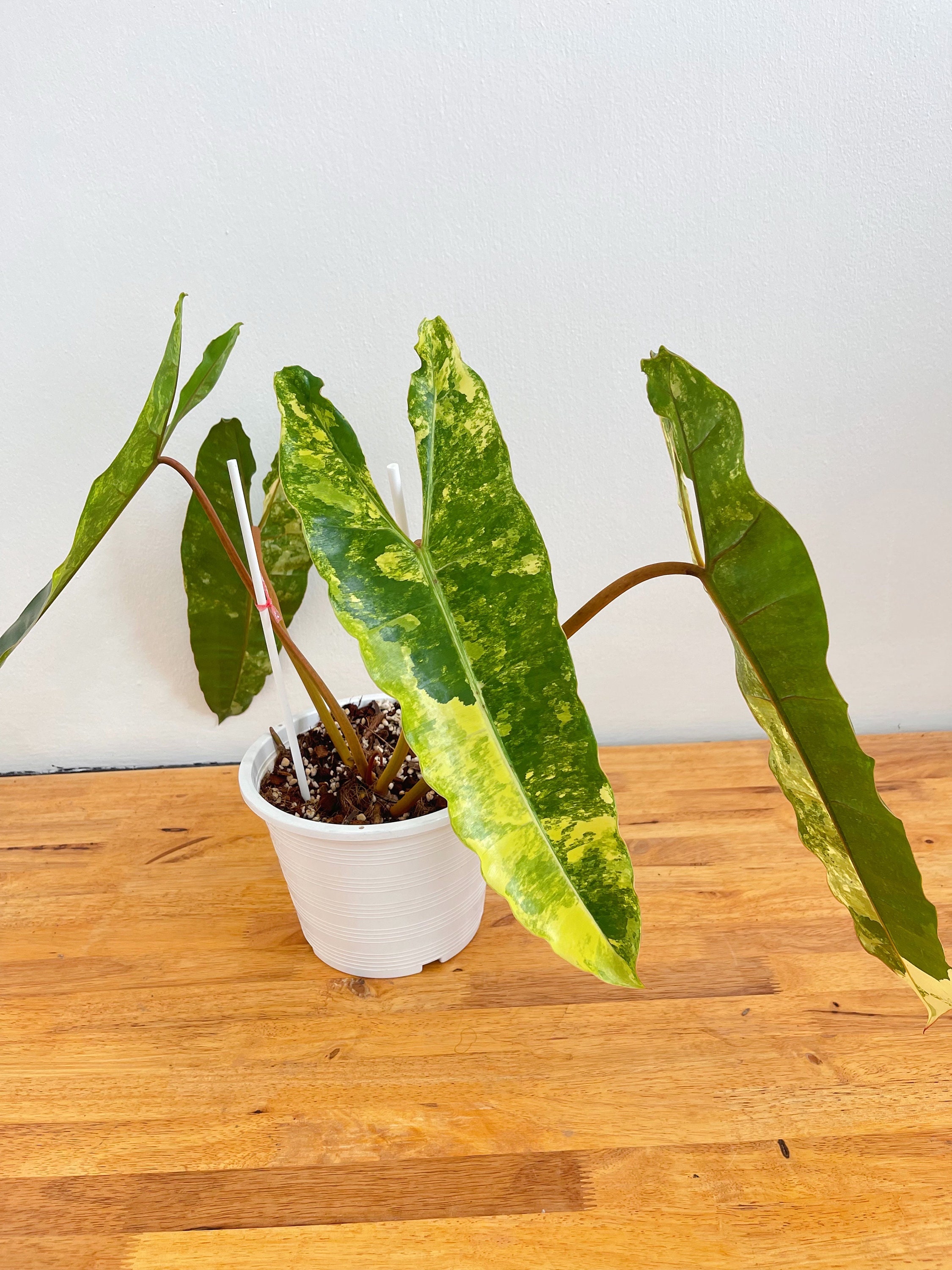 Philodendron Billietiae Variegated - Etsy