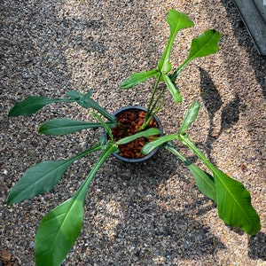 1x Philodendron joepii