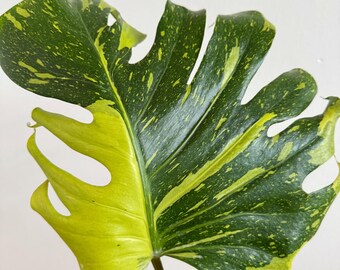 格安 モンステラ エレクトロライト コレクション】【予約販売】モンステラ デリシオーサ