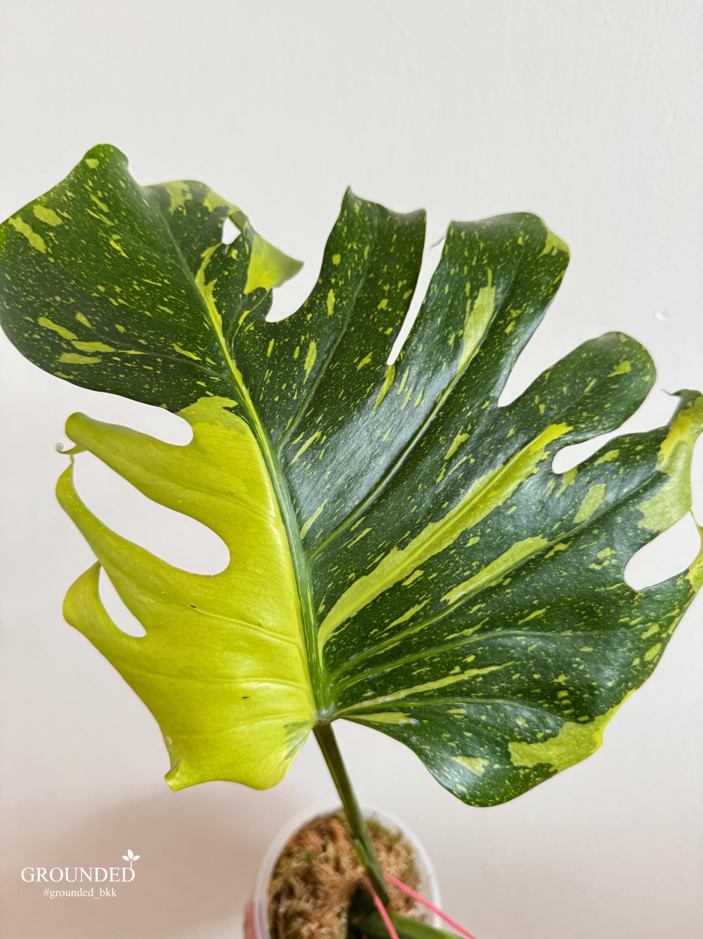 極上 モンステラ エレクトロライト B 予約販売/セール限定10株】モンステラ デリシオーサ 'エレクトロライト