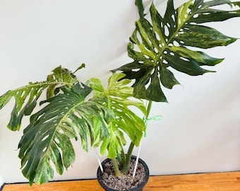 Monstera deliciosa Obst vorbestellen - Etsy.de