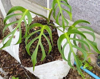 1x Monstera Burle Marx Flame (small Size) - Etsy